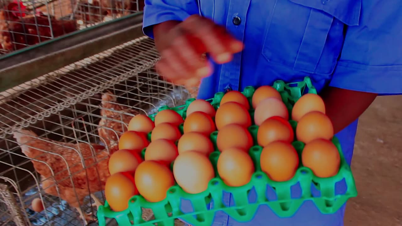 A Lashone Farms worker holding a crate of fresh eggs