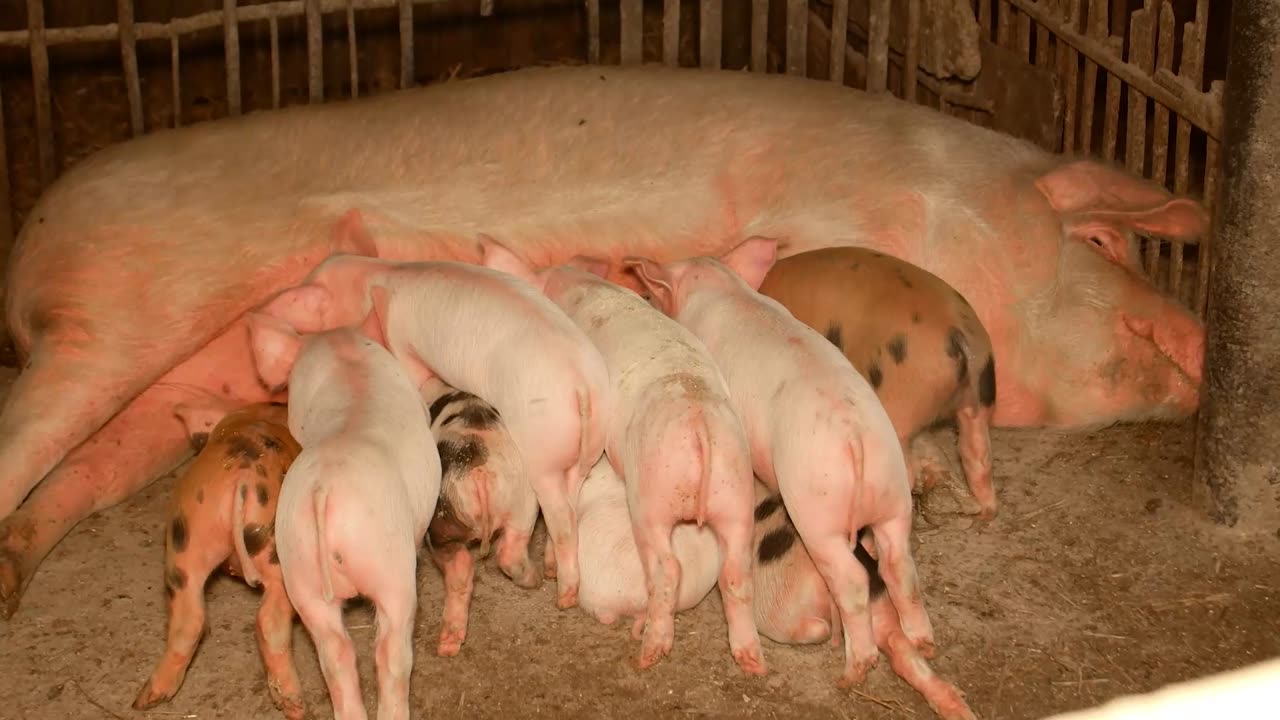A sow with her piglets on the farm